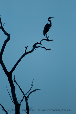 Great Blue Heron