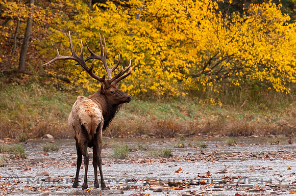 Bull Elk, Bennezette, PA