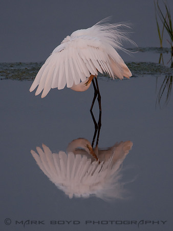 Great Egret preening