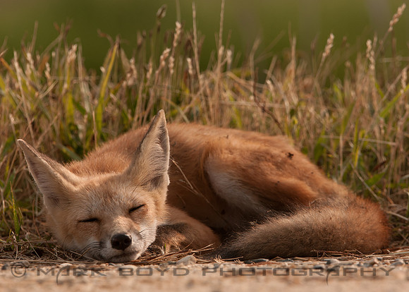 Fox pup, Bombay Hook NWR, DE
