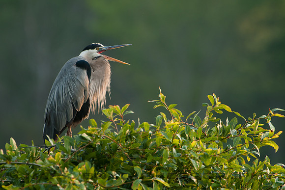 Great Blue Heron