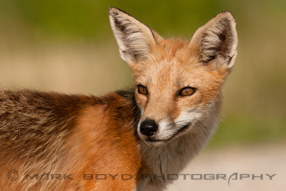 Red Fox Pup, Bombay Hook NWR, DE