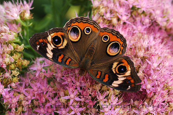Buckeye Butterfly