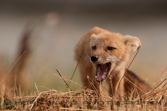 Red Fox Pup, Bombay Hook NWR, DE